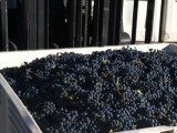 Bin-69  Harvest at Windsor Oaks Vineyards & Winery 2013