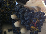 Grapes-close-up  Windsor Oaks Vineyards & Winery 2013