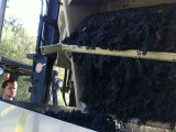 Grapes ready for harvest  Windsor Oaks Vineyards & Winery 2013
