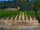 Processing grapes  Windsor Oaks Vineyards & Winery 2013
