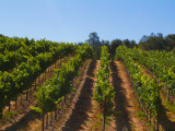 Vineyard ready for harvest  Harvest at Windsor Oaks Vineyards & Winery 2013