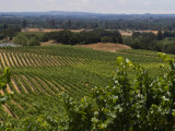 View of the Vineyard  Harvest at Windsor Oaks Vineyards & Winery 2013