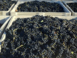 What a great harvest!  Harvest at Windsor Oaks Vineyards & Winery 2013 